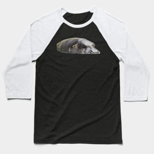 Pygmy Hippo Baseball T-Shirt